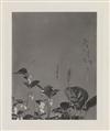 LINCOLN, EDWIN HALE (1828-1938) Suite of 20 photographs from ""Wildflowers of New England.""